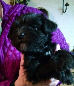 Our first meeting with Bella